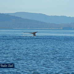 30-Whales-Tail